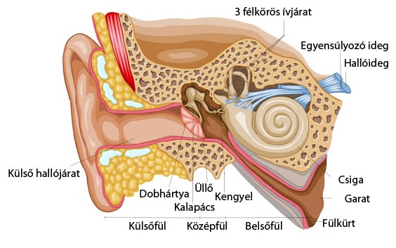 Fül